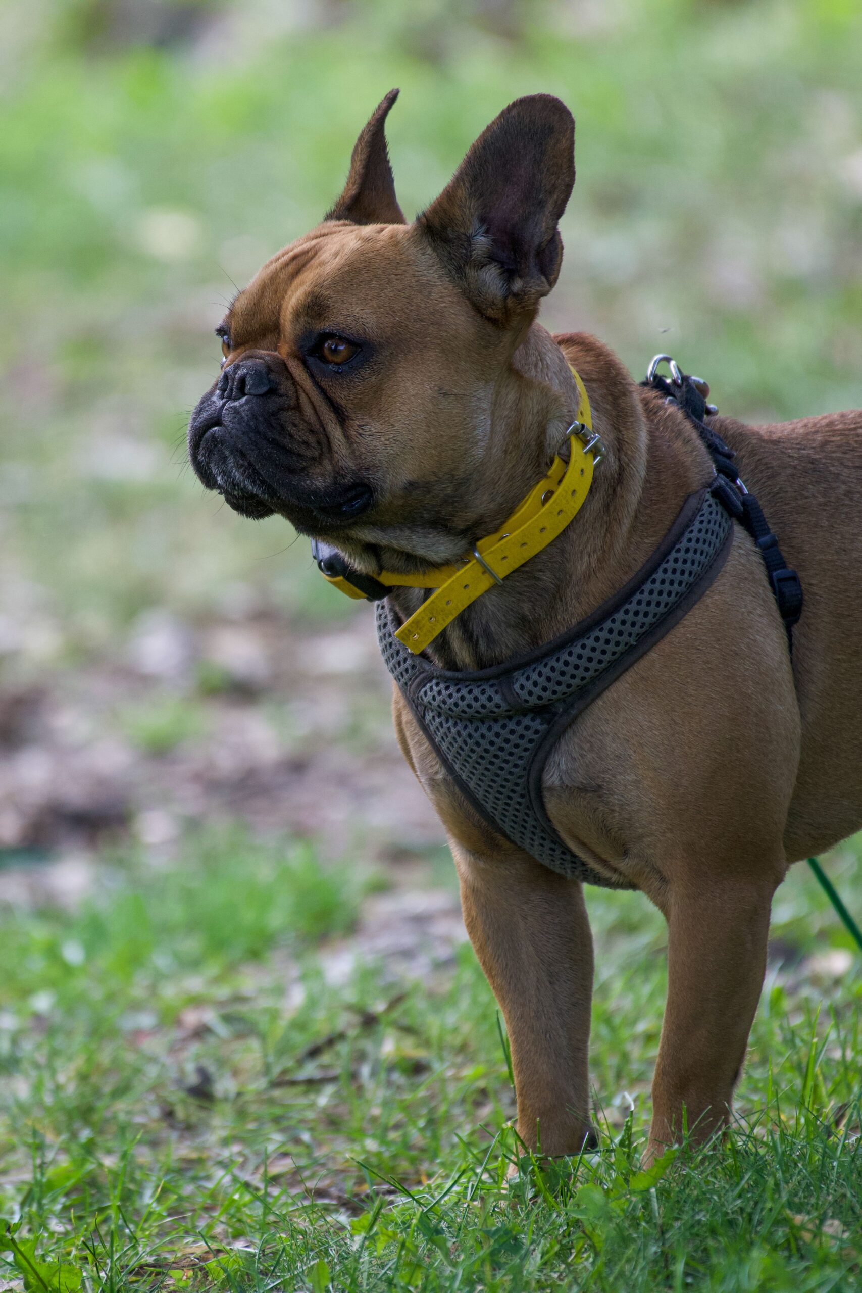 Buldog francuski siedzący na trawie — dobór karmy bezzbożowej