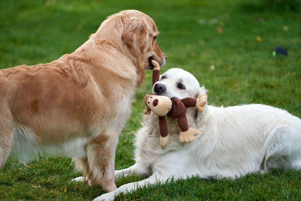 jaka karma dla golden retrievera