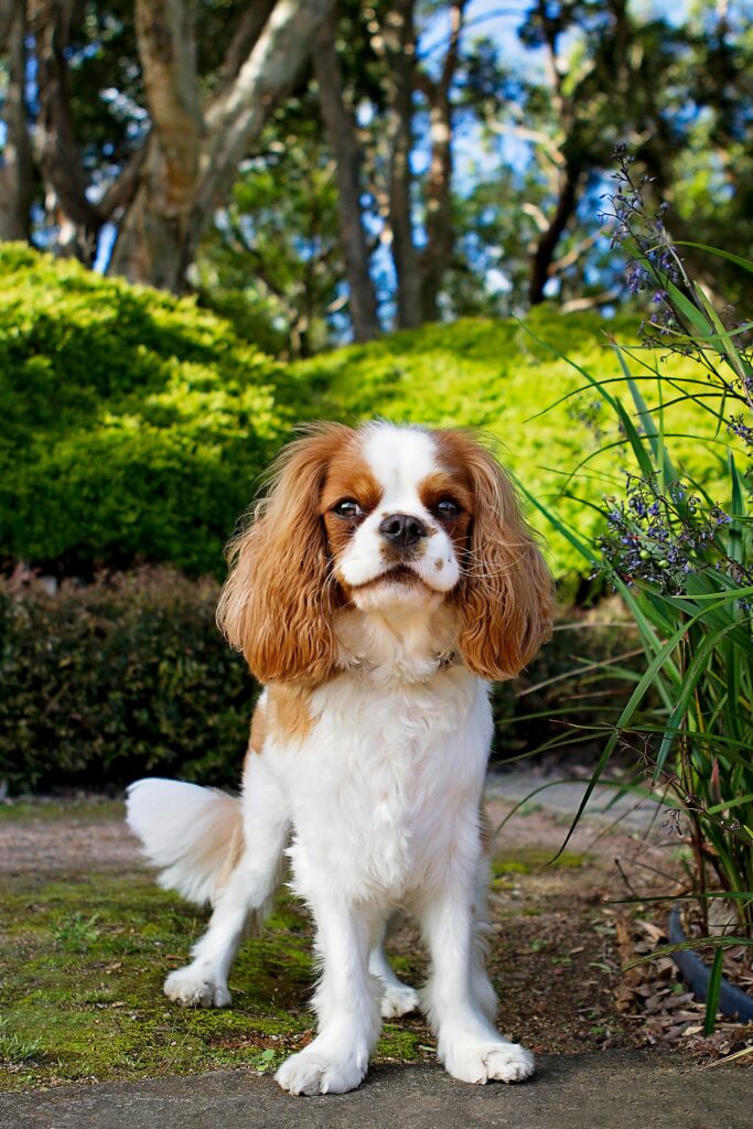 karma dla cavalier king charles spaniel dieta