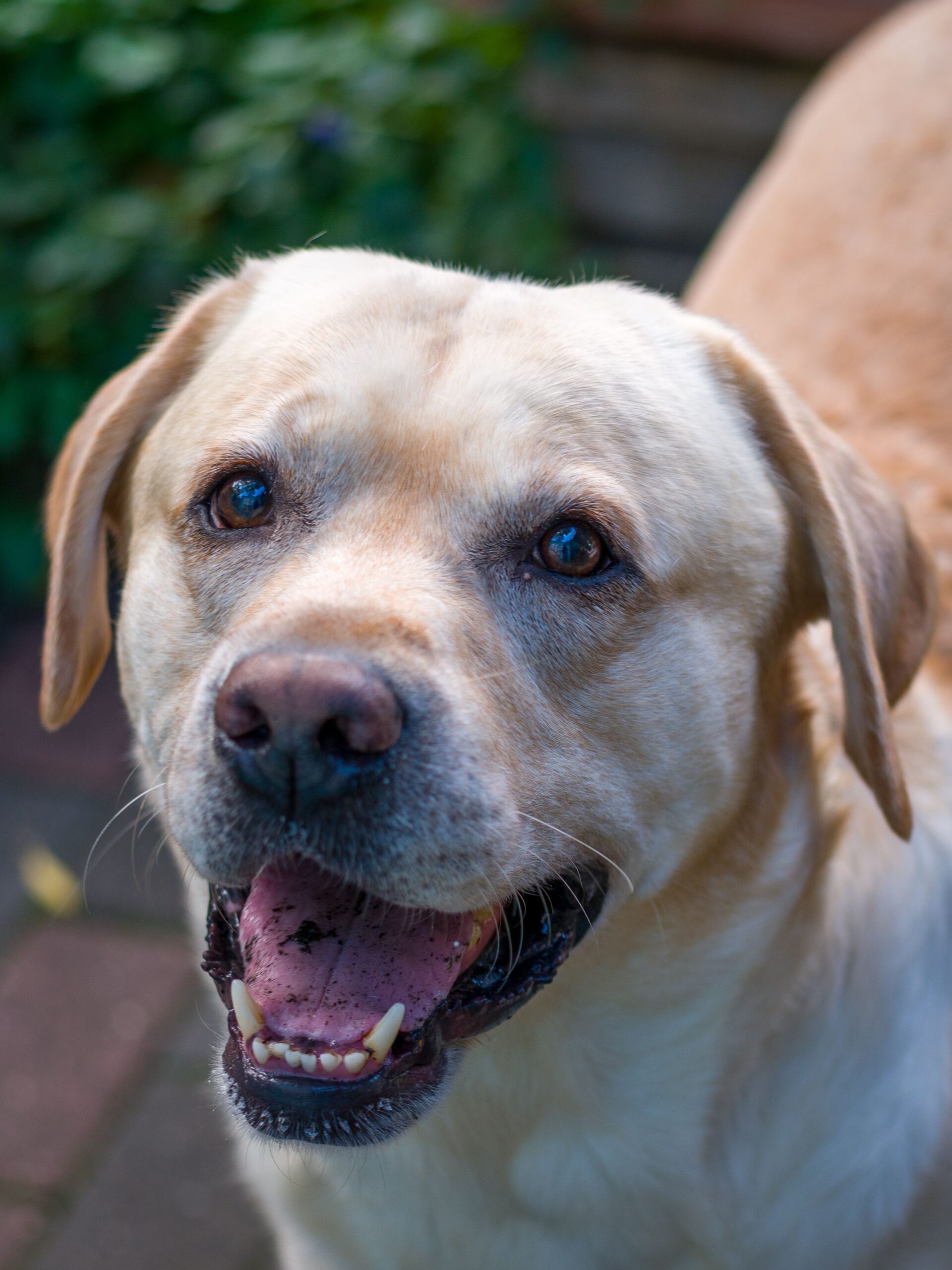 Dorosły labrador retriever — jak odchudzić psa i wybrać karmę