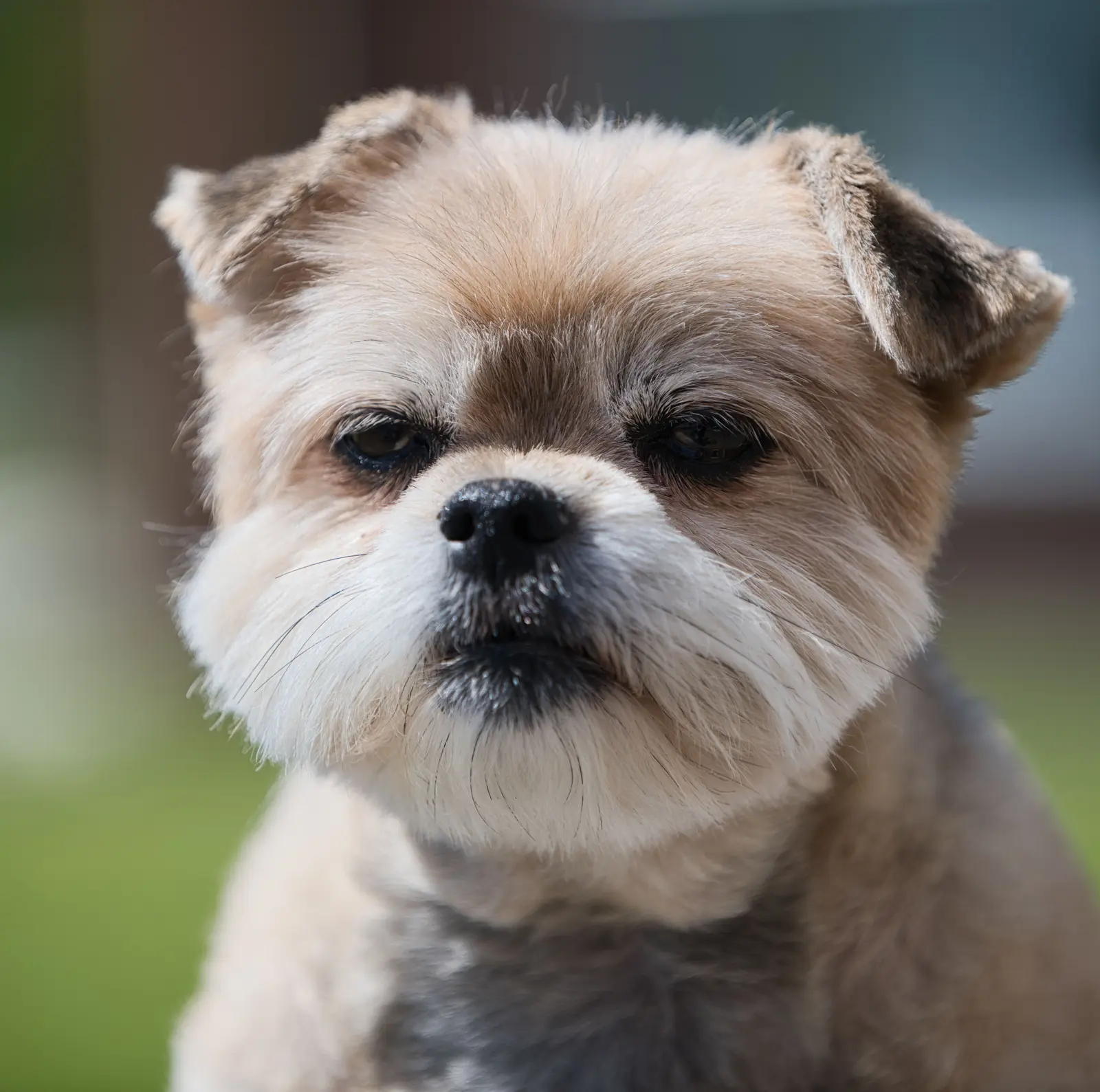 Pielęgnacja włosa shih tzu – dieta na lśniącą sierść shih tzu jaka karma