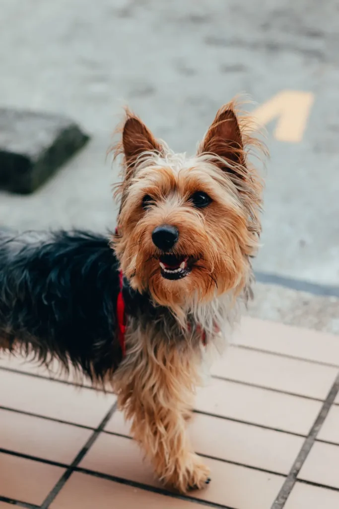 Jaka karma dla cavalier king charles spaniela? Poradnik diety yorkshire terrier jaka karma