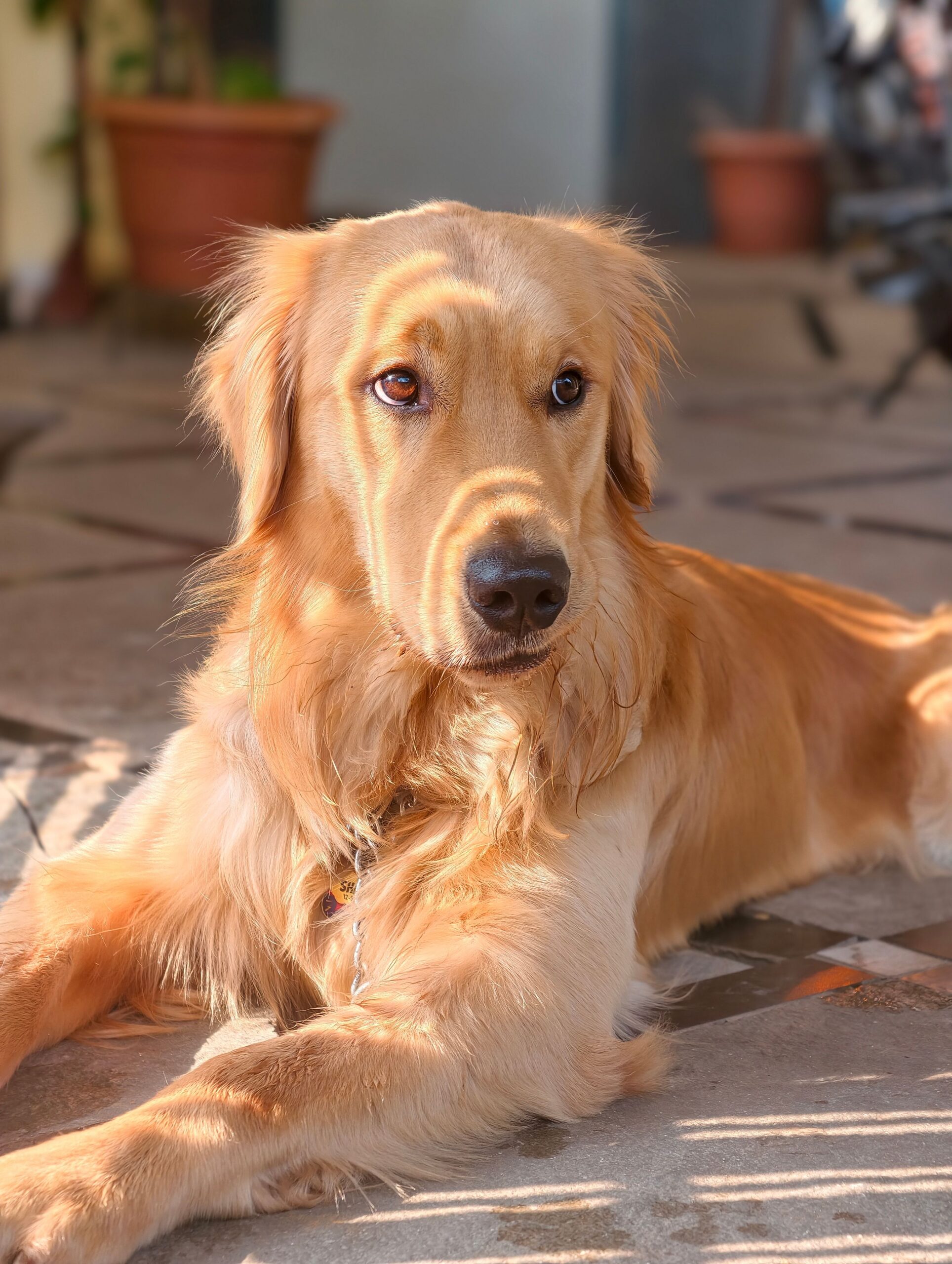 Żywienie golden retrievera – jaka karma na stawy i sierść? zywienie golden retrievera siersc stawy